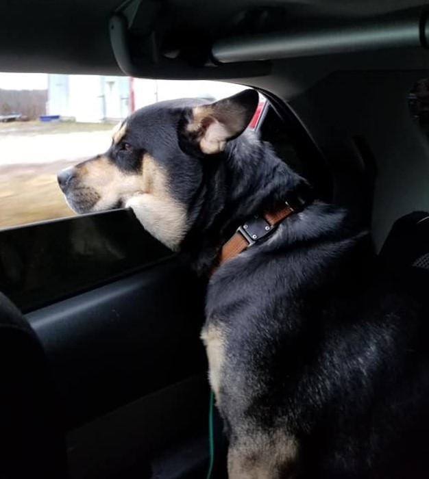 Bruce, Adopted, Adult Male Rottweiler.
