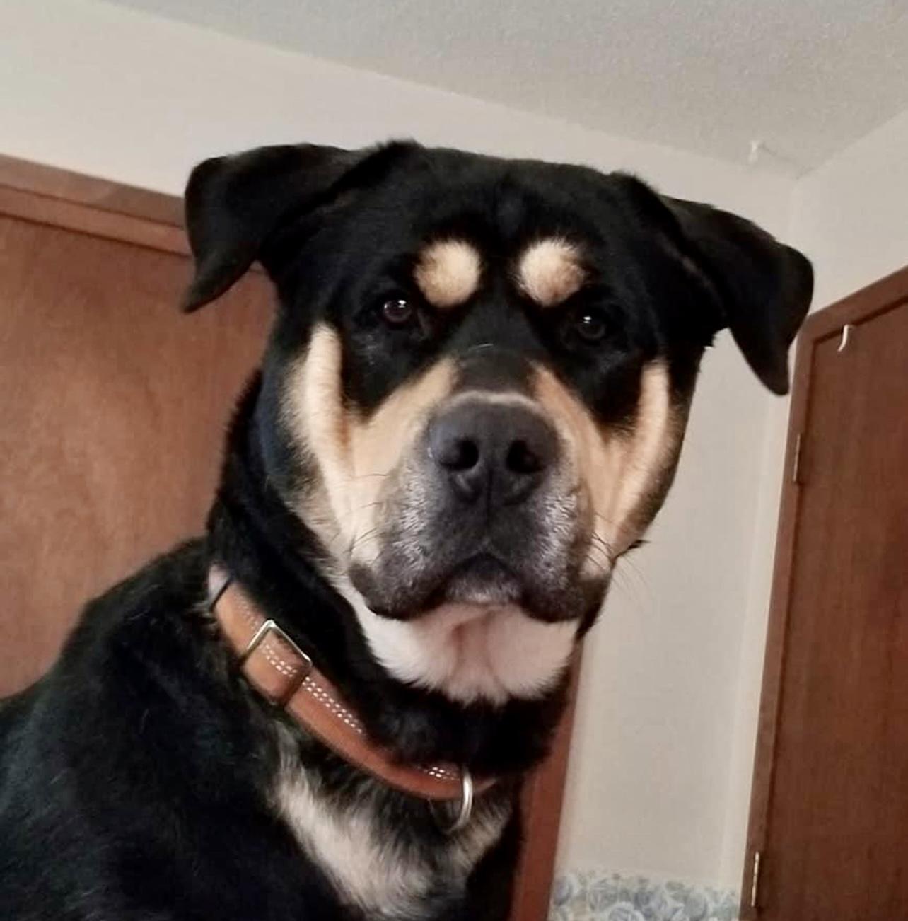 Bruce, a Adopted mixed breed in Lincoln, NE image 3/4