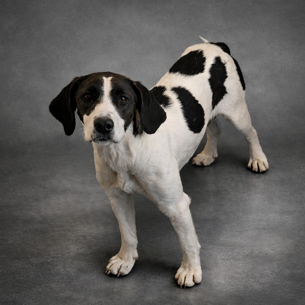 Enlarge Harper, an adopted mixed breed in Wooster, OH image 1/1
