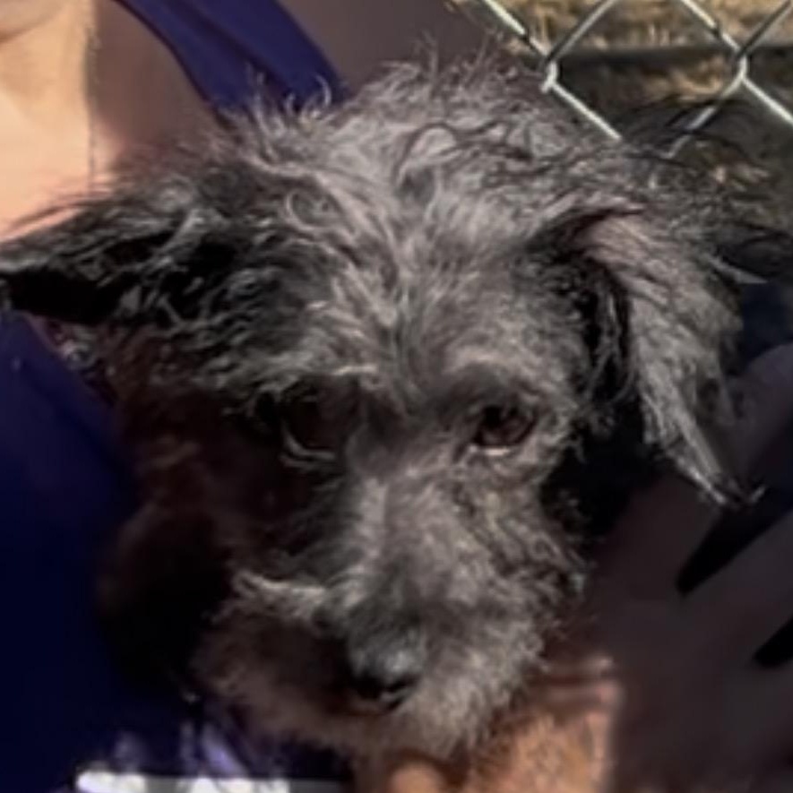 Ash, Adoptable, Young Female Terrier.