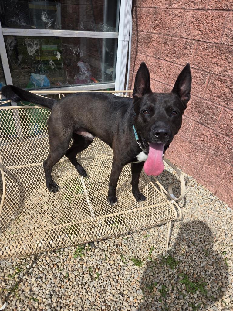 Harley, Adoptable, Young Male Mixed Breed.
