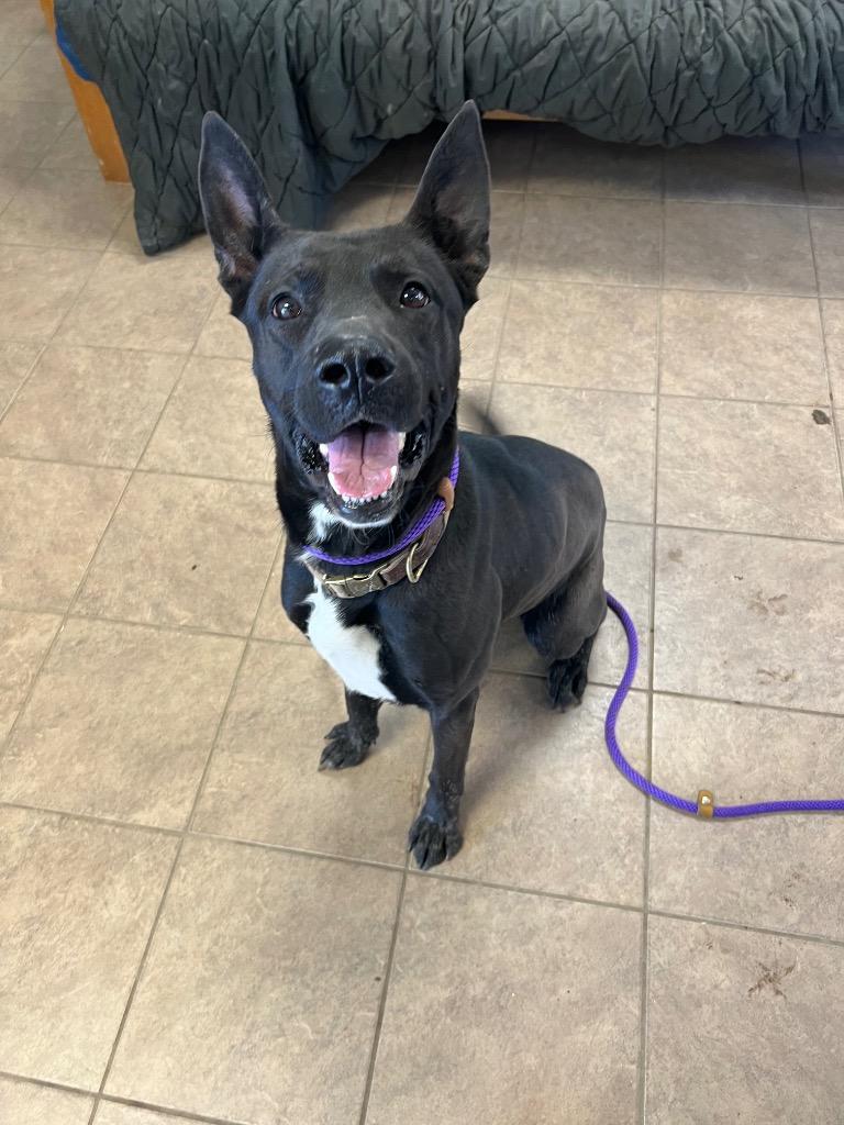 Enlarge Harley, a Adoptable mixed breed in Marion, OH image 1/2