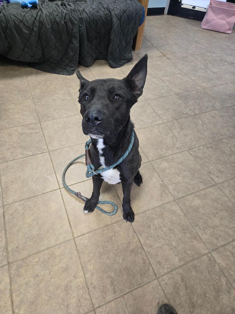 Enlarge Harley, a Adoptable mixed breed in Marion, OH image 2/2