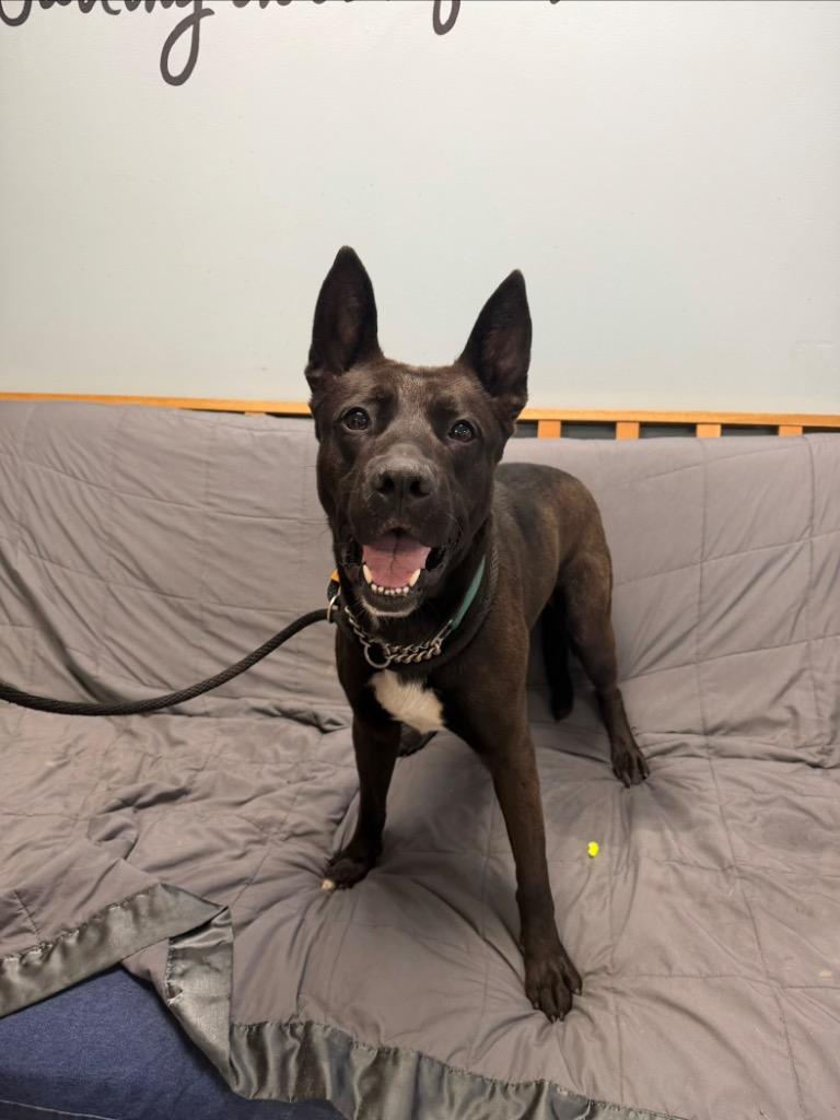Harley, Adoptable, Young Male Mixed Breed.