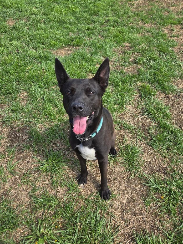 Harley, a Adoptable mixed breed in Marion, OH image 3/5