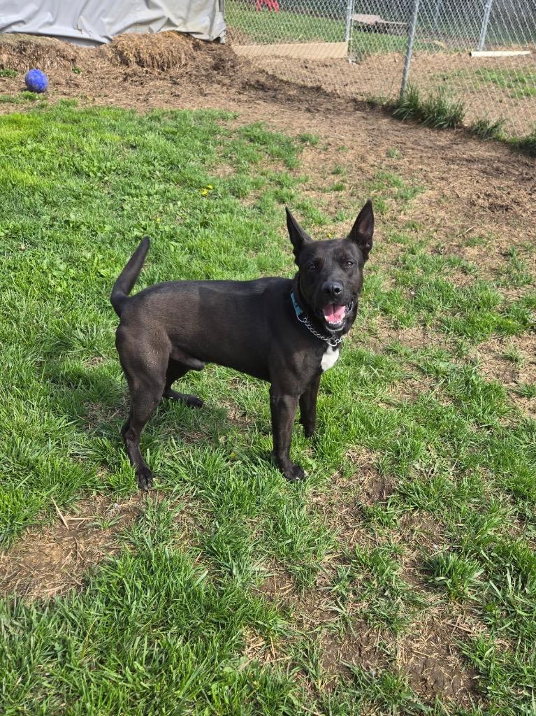 Harley, a Adoptable mixed breed in Marion, OH image 4/5