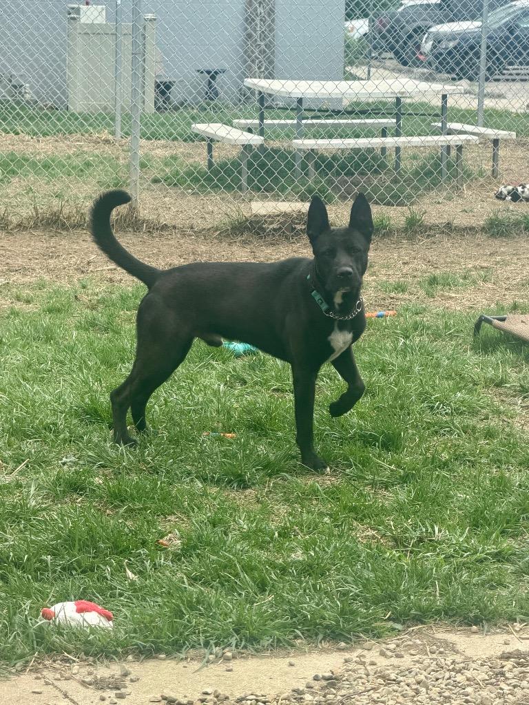 Enlarge Harley, a Adoptable mixed breed in Marion, OH image 3/3