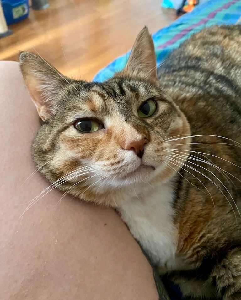 Enlarge Mittens Too - FOSTER NEEDED!, a Adoptable Domestic Short Hair in Queenstown, MD image 5/6