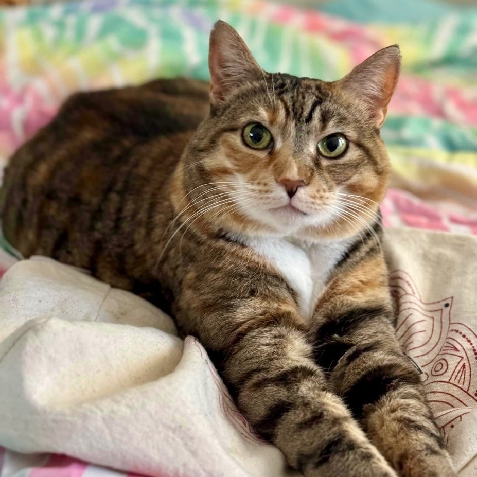 Enlarge Mittens Too - FOSTER NEEDED!, a Adoptable Domestic Short Hair in Queenstown, MD image 1/6