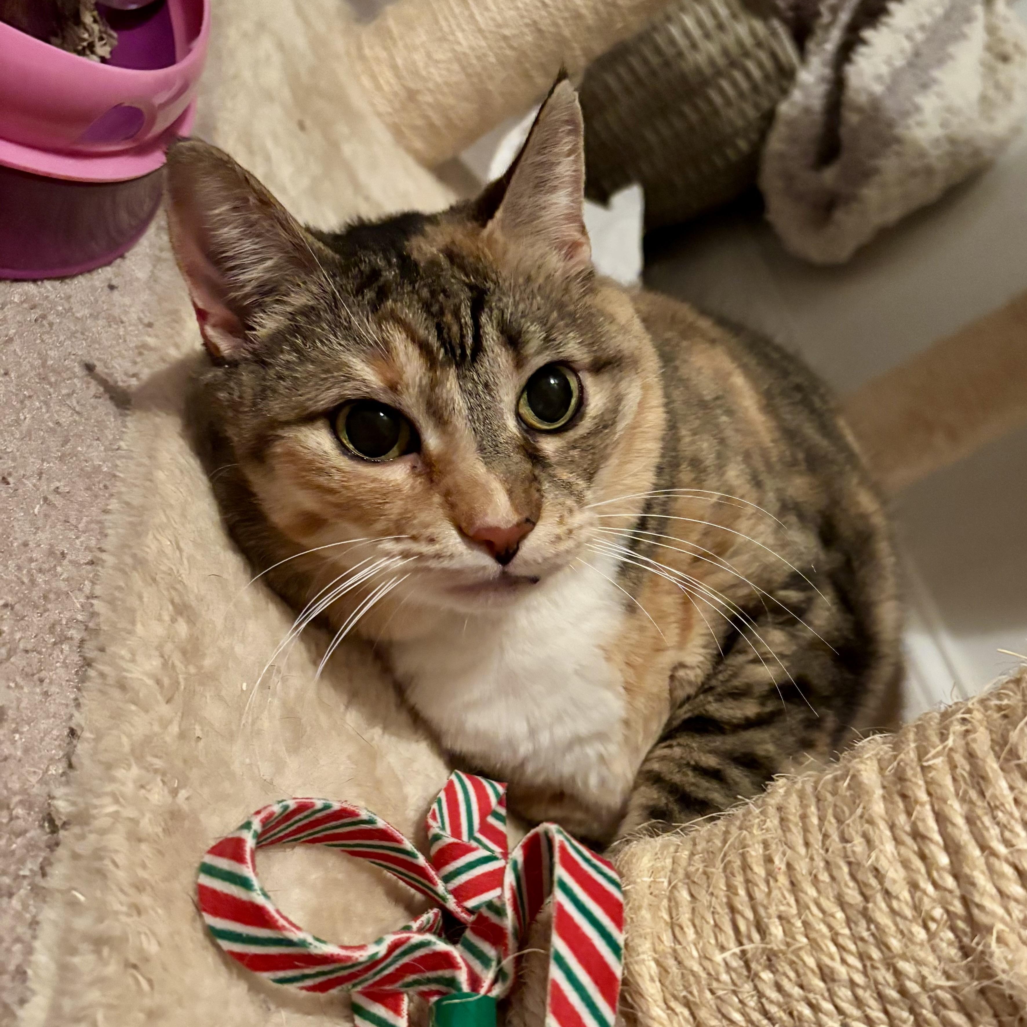 Mittens Too, a Adoptable Domestic Short Hair in Queenstown, MD image 1/6