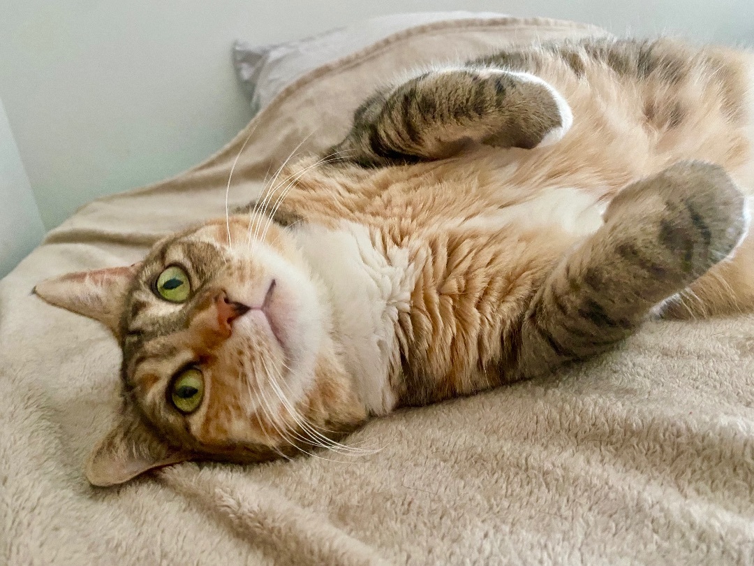 Enlarge Mittens Too - FOSTER NEEDED!, a Adoptable Domestic Short Hair in Queenstown, MD image 2/6