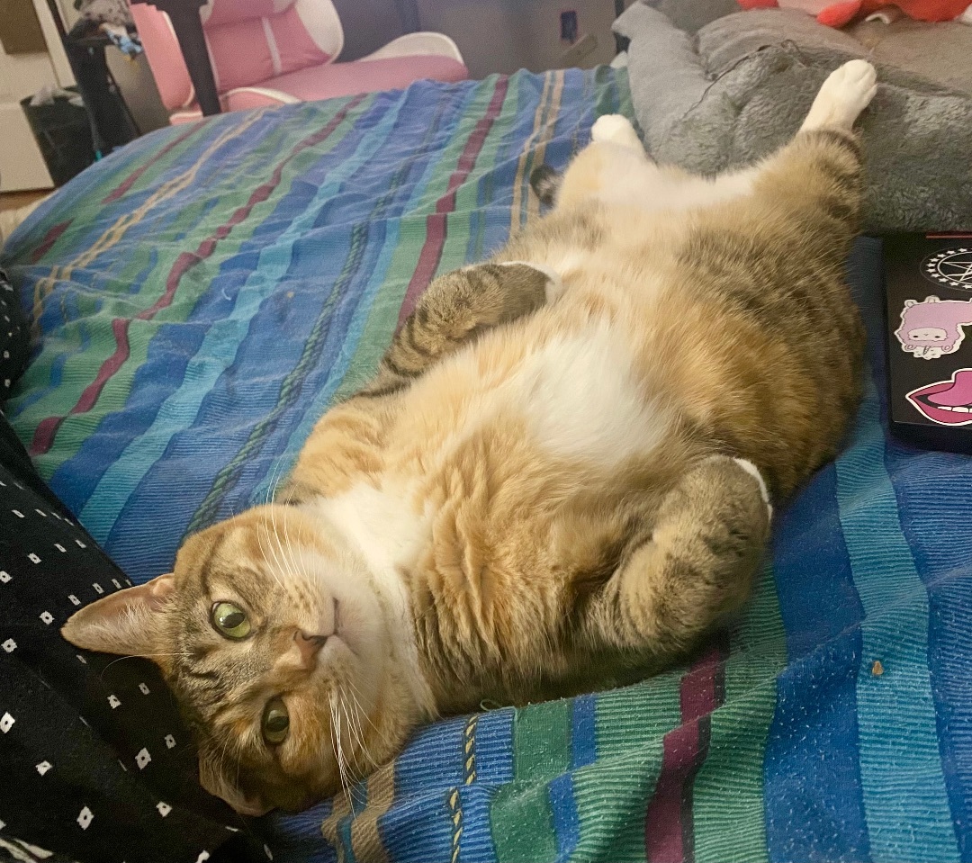 Enlarge Mittens Too - FOSTER NEEDED!, a Adoptable Domestic Short Hair in Queenstown, MD image 6/6