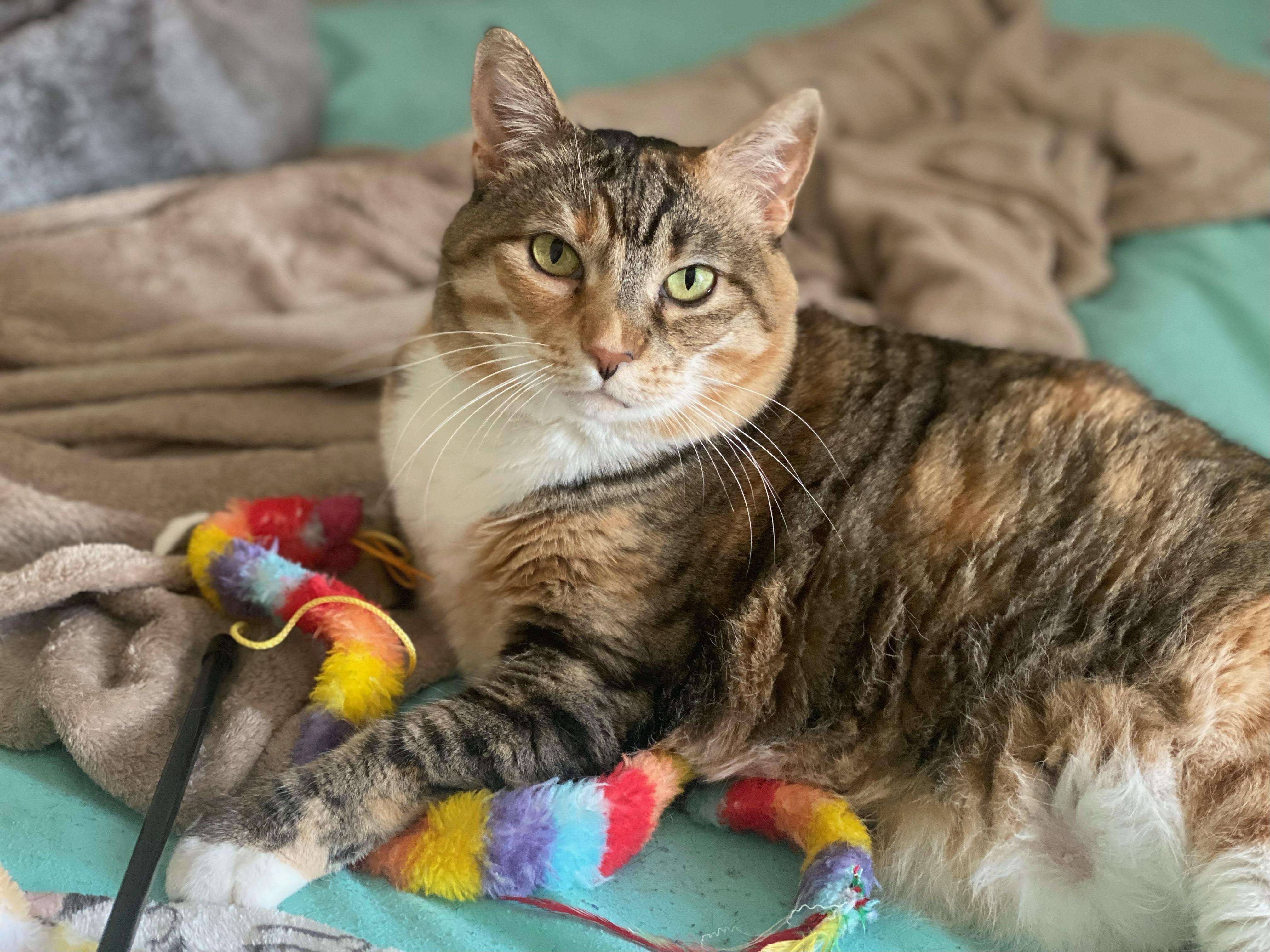 Enlarge Mittens Too - FOSTER NEEDED!, a Adoptable Domestic Short Hair in Queenstown, MD image 3/6