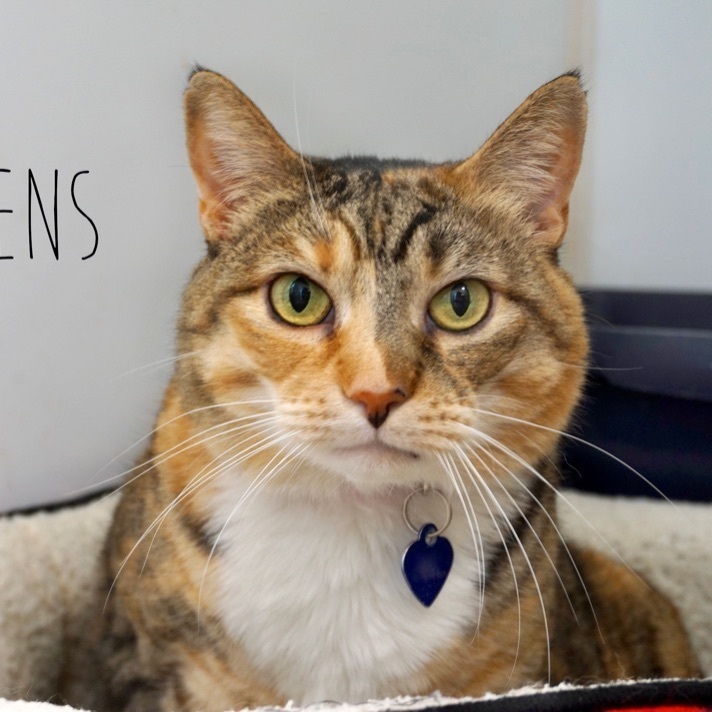 Enlarge Mittens Too - FOSTER NEEDED!, a Adoptable Domestic Short Hair in Queenstown, MD image 4/6