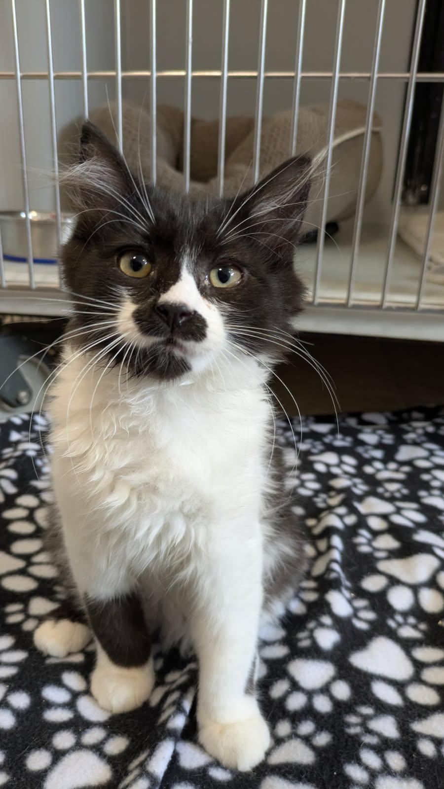 Eric, ADOPTABLE, Kitten Male Domestic Medium Hair.