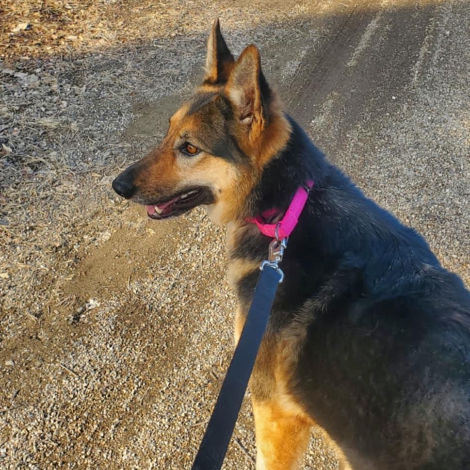 Enlarge Maizee, a ADOPTABLE mixed breed in Hutchinson, MN image 2/2