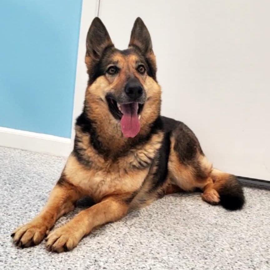 Maizee, ADOPTABLE, Adult Female German Shepherd Dog.