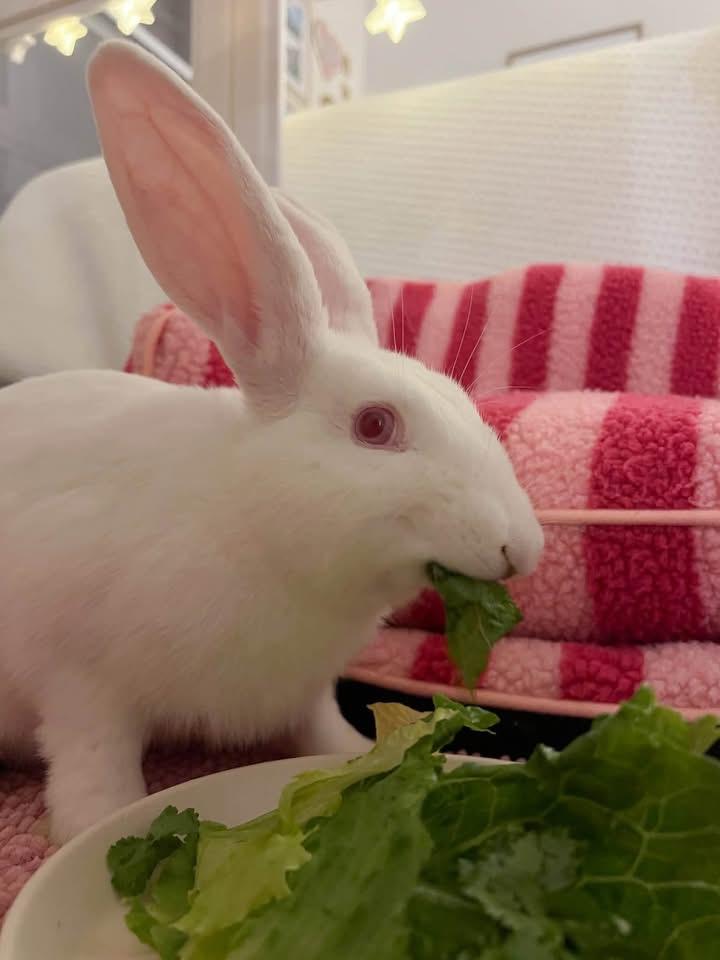 Enlarge Bran, a ADOPTABLE New Zealand in St. Charles, MO image 3/5