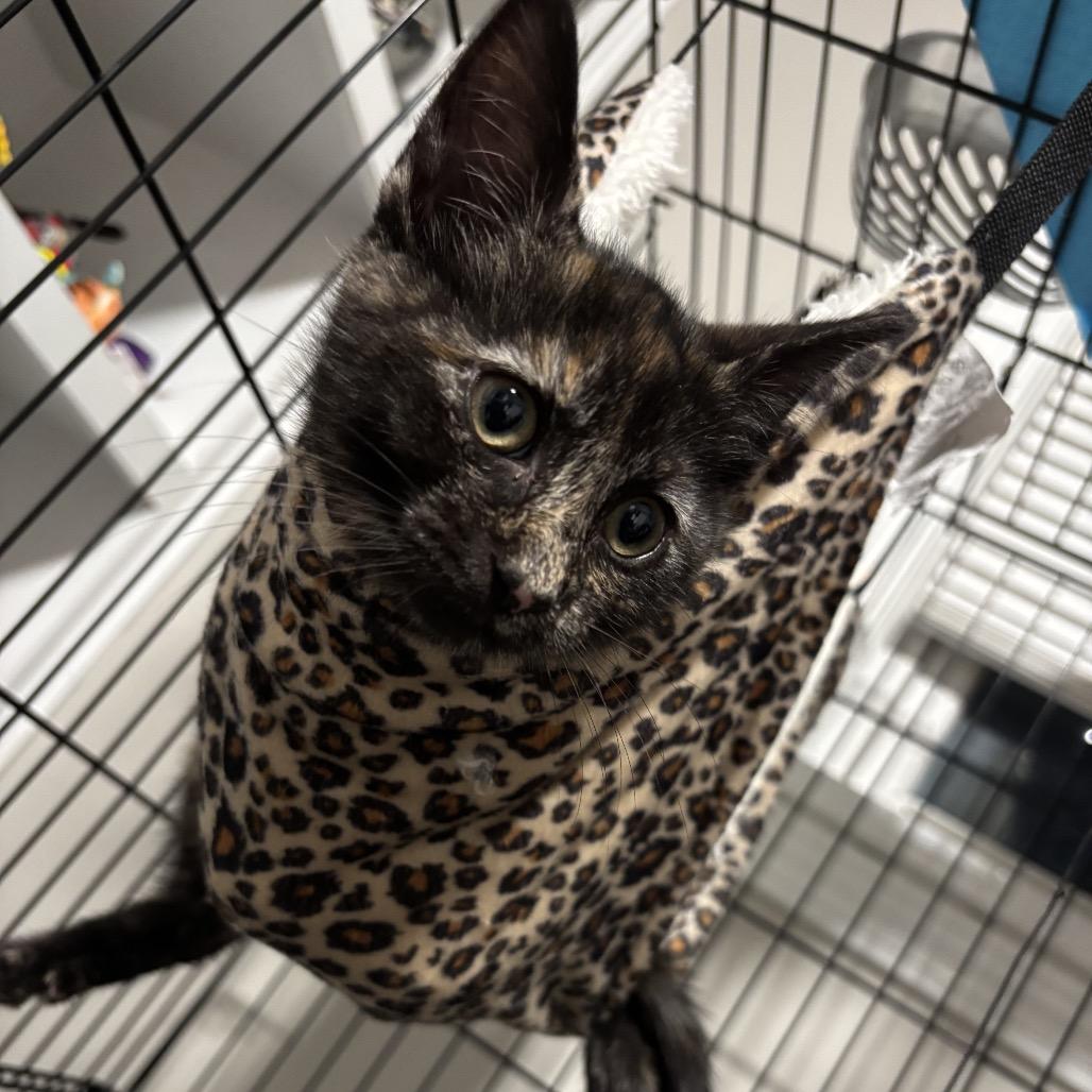 Toast, Adoptable, Kitten Female Domestic Short Hair.