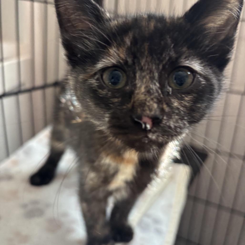 Enlarge Toast, a Adoptable Domestic Short Hair in La Grange, KY image 2/2