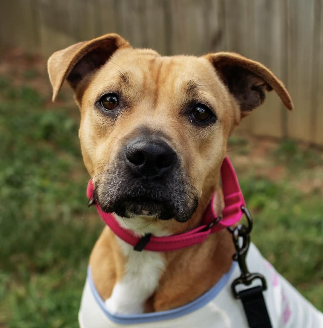 Keda, a Adoptable mixed breed in Georgetown, KY image 2/6