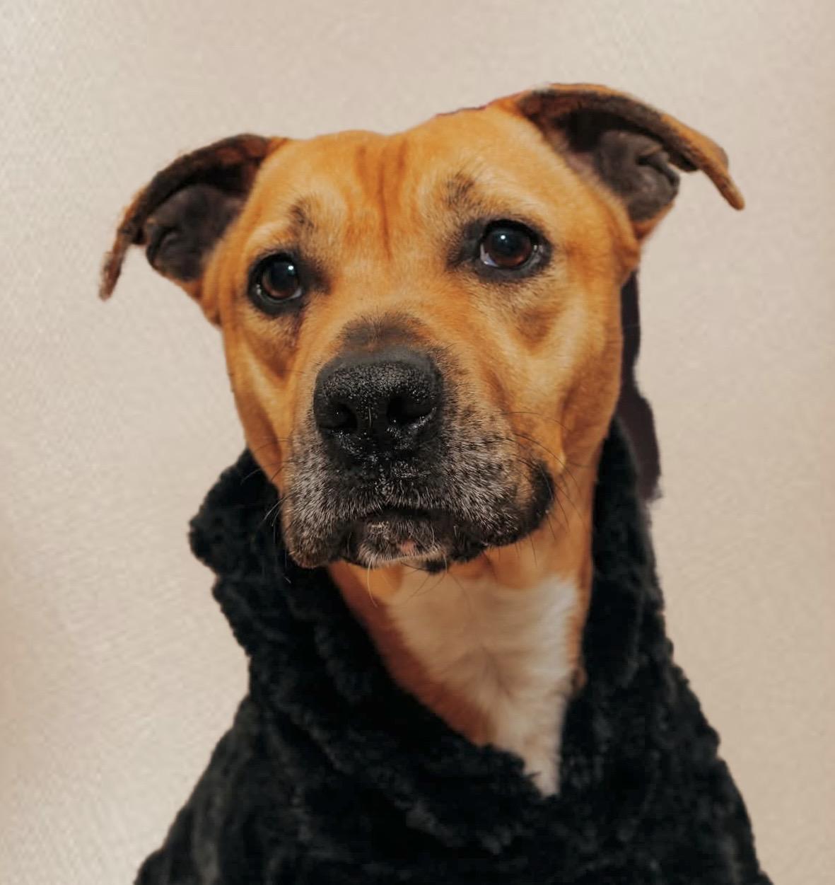 Enlarge Keda, a Adoptable mixed breed in Georgetown, KY image 1/6