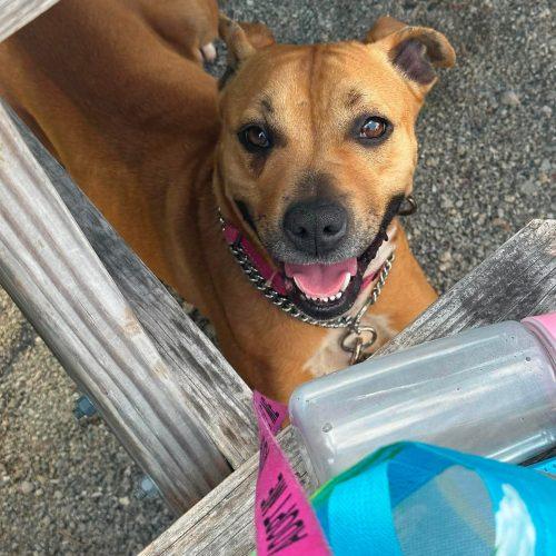 Keda, Adoptable, Young Female Pit Bull Terrier & Mixed Breed.