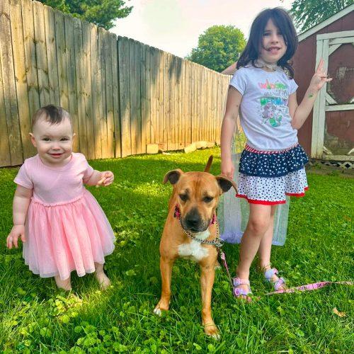 Enlarge Keda, a Adoptable mixed breed in Georgetown, KY image 2/5