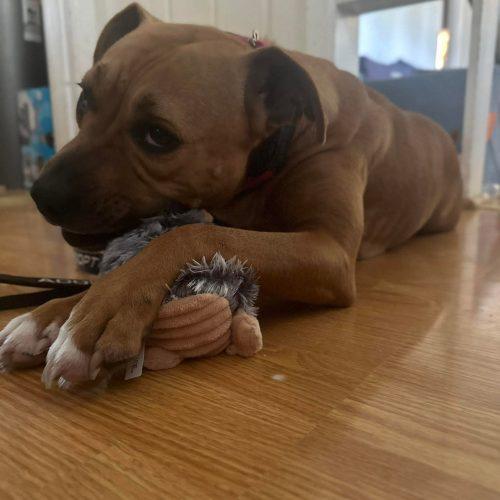 Enlarge Keda, a Adoptable mixed breed in Georgetown, KY image 2/5