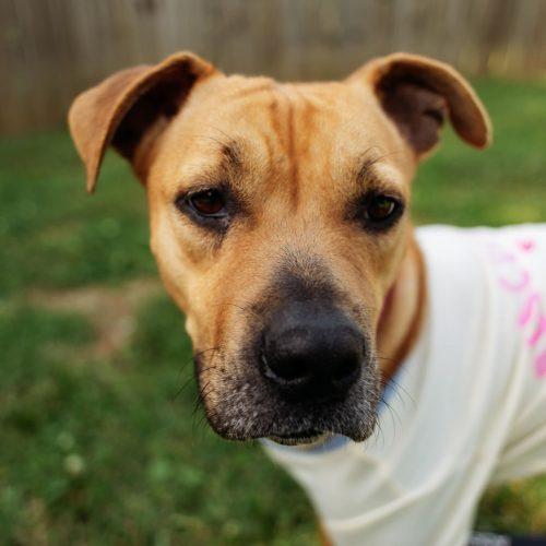 Enlarge Keda, a Adoptable mixed breed in Georgetown, KY image 4/5