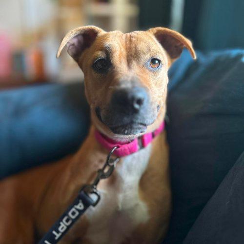 Enlarge Keda, a Adoptable mixed breed in Georgetown, KY image 5/5