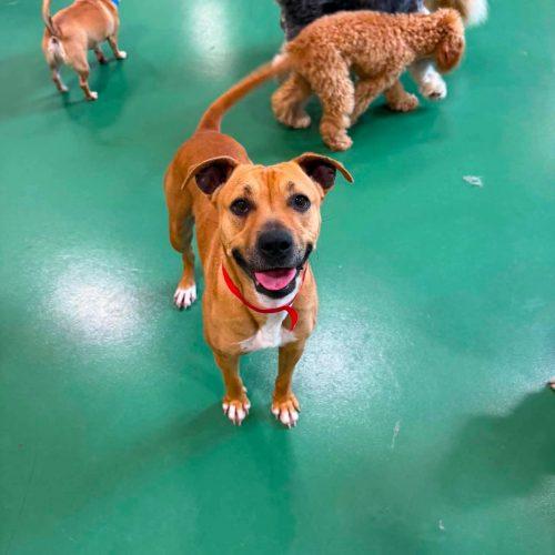Enlarge Keda, a Adoptable mixed breed in Georgetown, KY image 4/5