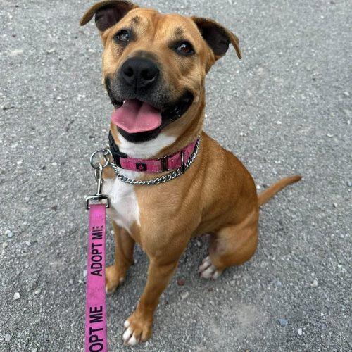 Enlarge Keda, a Adoptable mixed breed in Georgetown, KY image 5/5