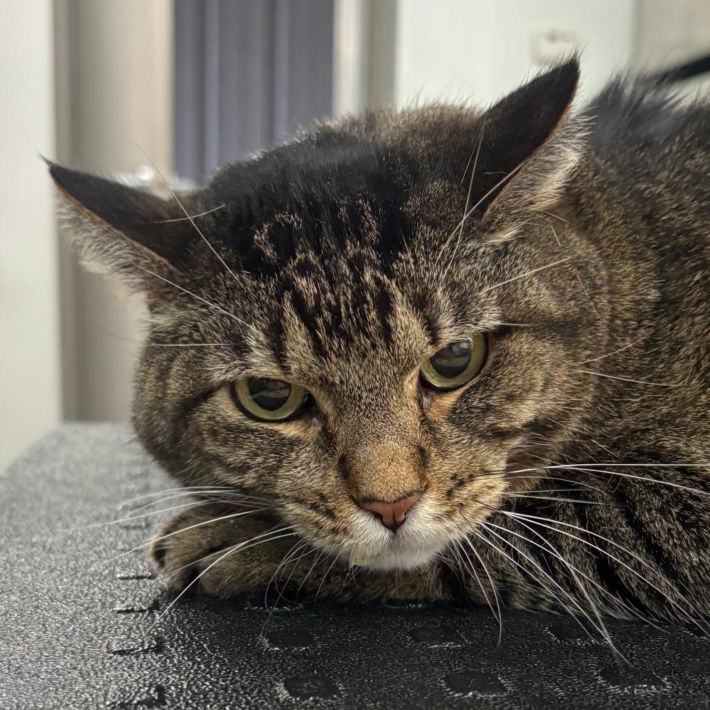 Ms. Kitty, Adoptable, Senior Female Domestic Short Hair.