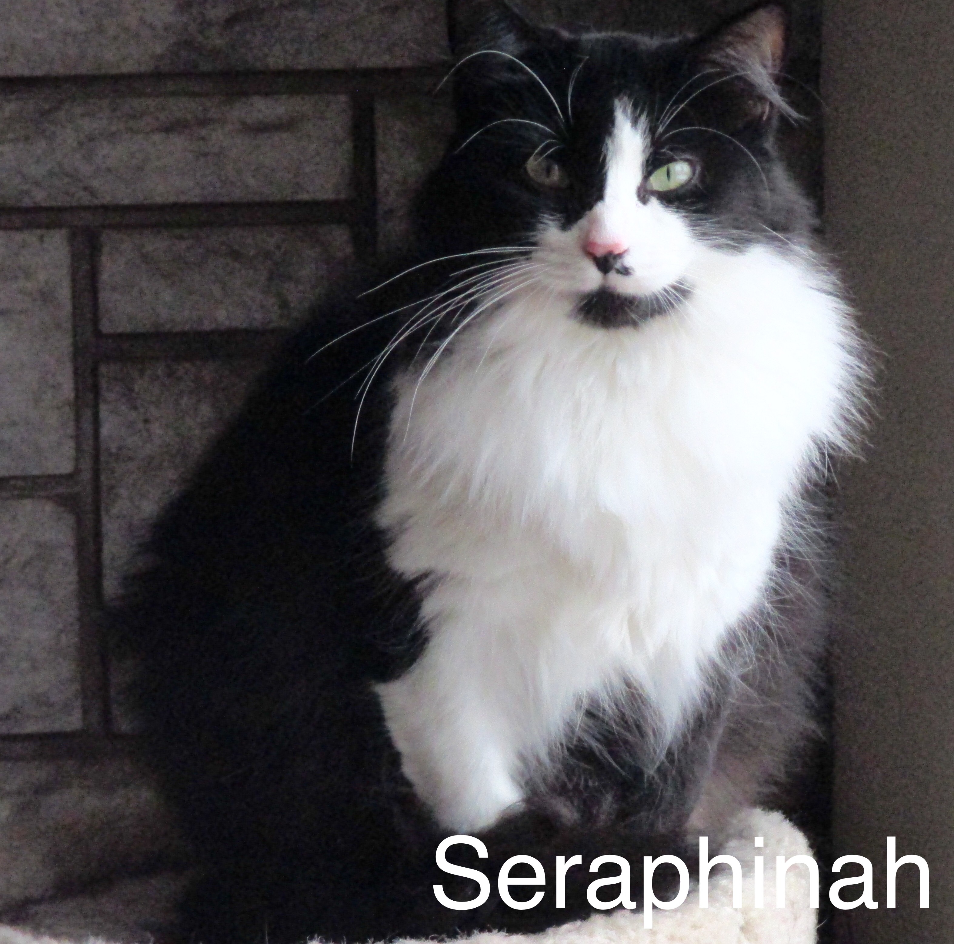 Seraphinah photo 5