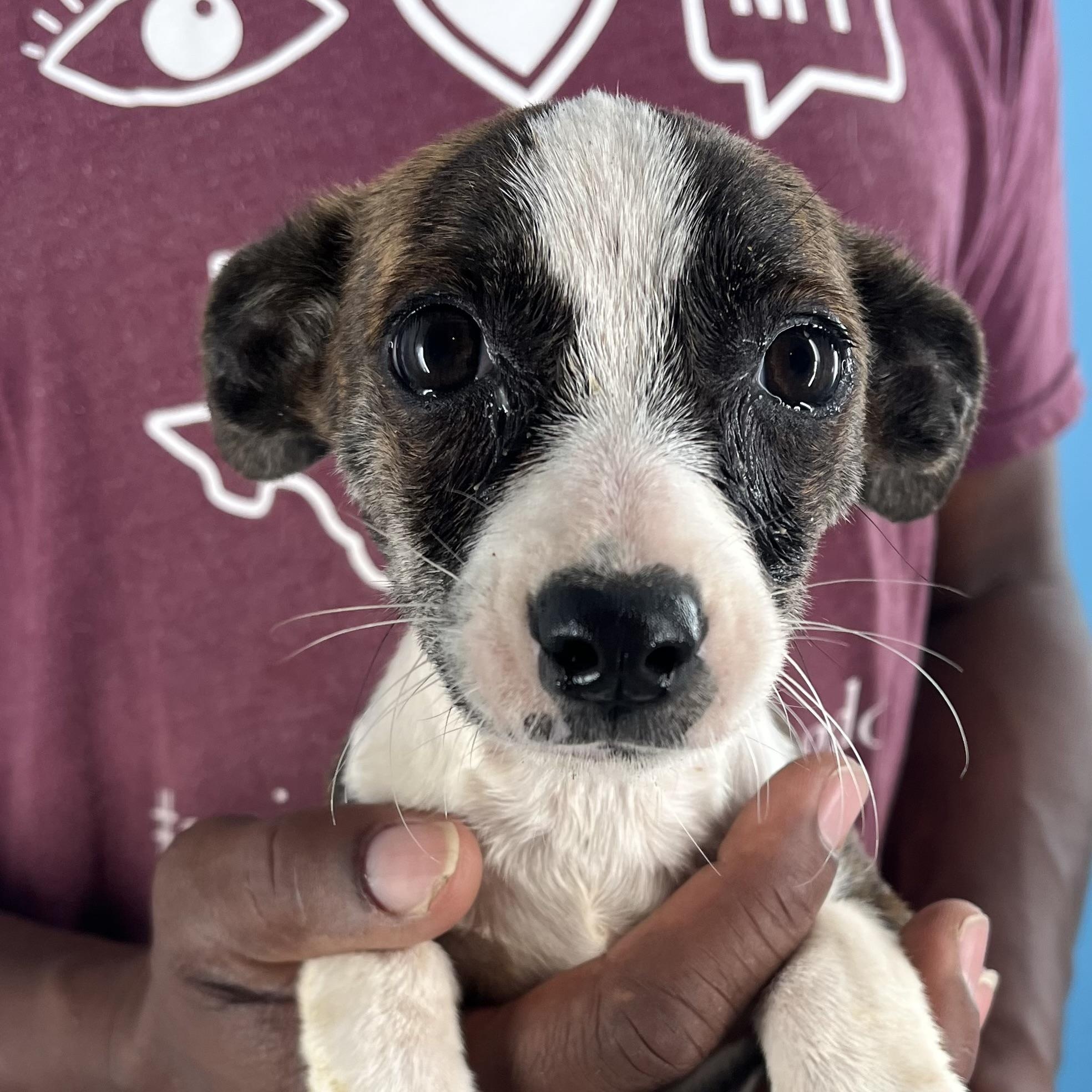 Star - Local August 22-24, Baby Female unknown
