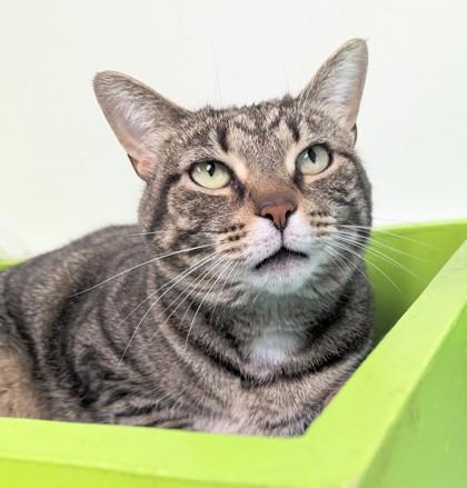 Butterfly, Adoptable, Kitten Female Domestic Short Hair & Domestic Short Hair.