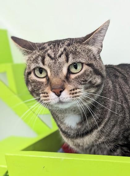 Butterfly, a Adoptable mixed breed in Batavia, OH image 2/3