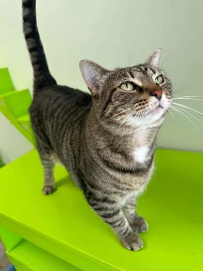 Butterfly, a Adoptable mixed breed in Batavia, OH image 3/3