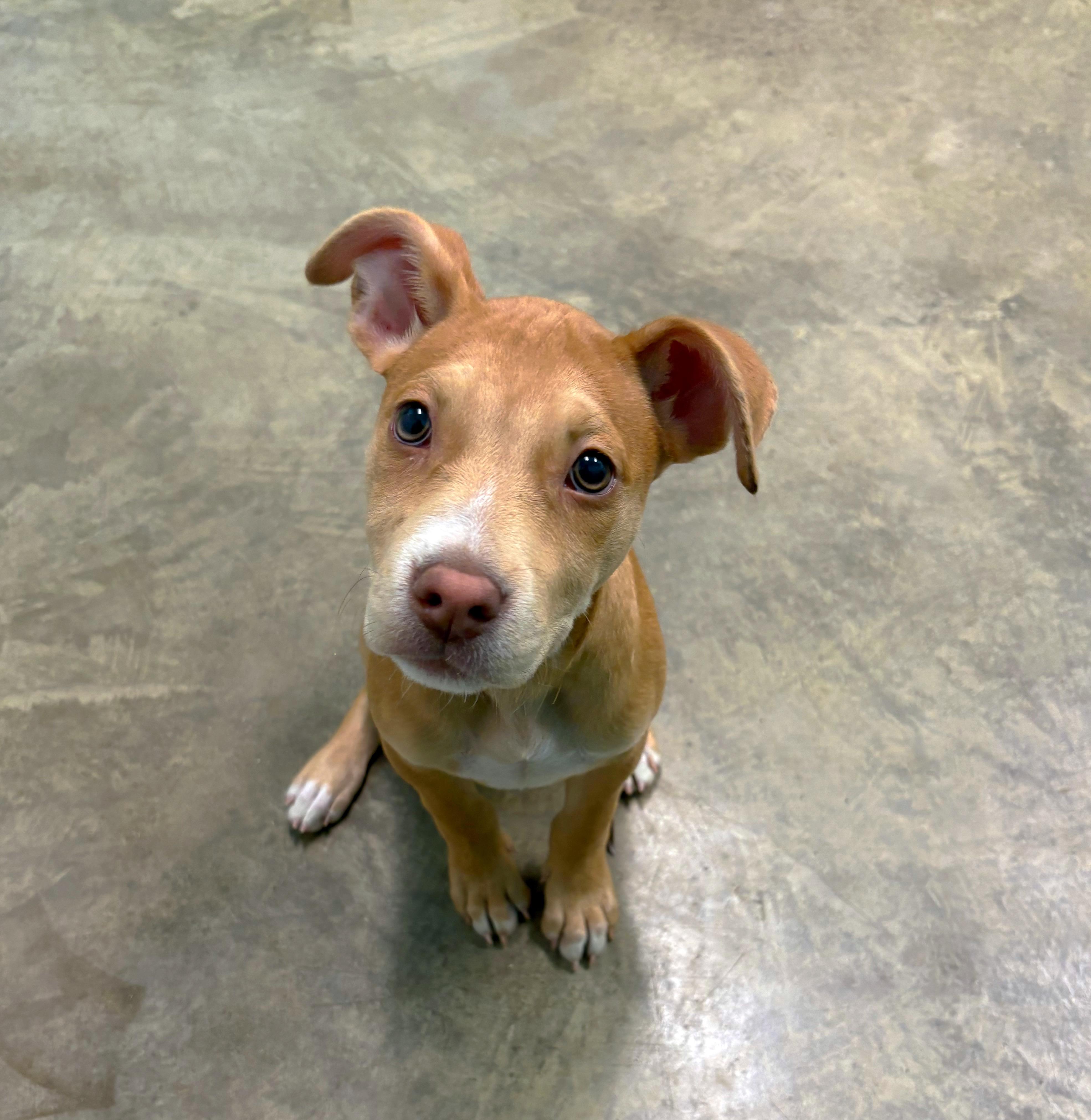 Enlarge Blondie, a Adopted mixed breed in Godfrey, IL image 1/1