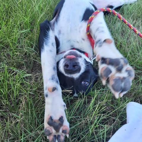 Mason, an adoptable Border Collie, Labrador Retriever in Wadena, MN, 56482 | Photo Image 3