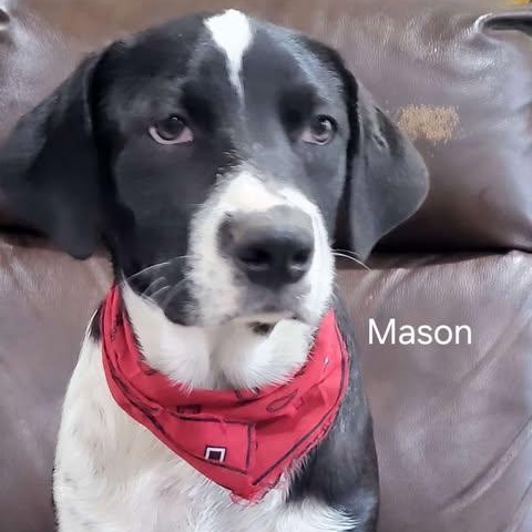 Mason, an adoptable Border Collie, Labrador Retriever in Wadena, MN, 56482 | Photo Image 5