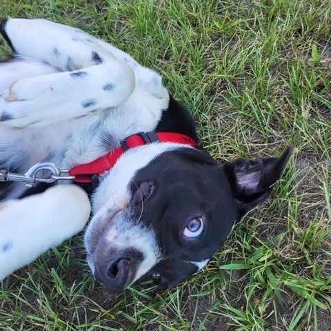 Mason, an adoptable Border Collie, Labrador Retriever in Wadena, MN, 56482 | Photo Image 4