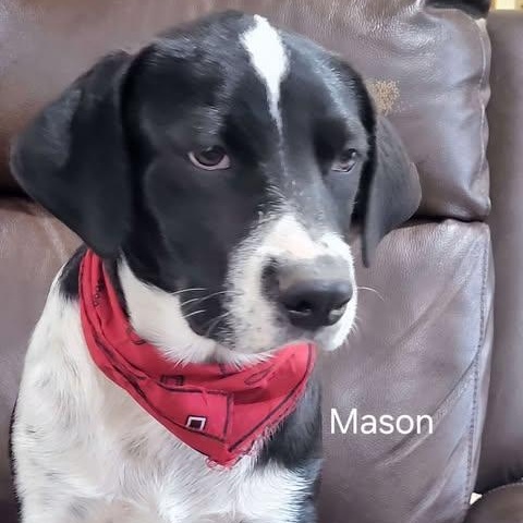 Mason, an adoptable Border Collie, Labrador Retriever in Wadena, MN, 56482 | Photo Image 6