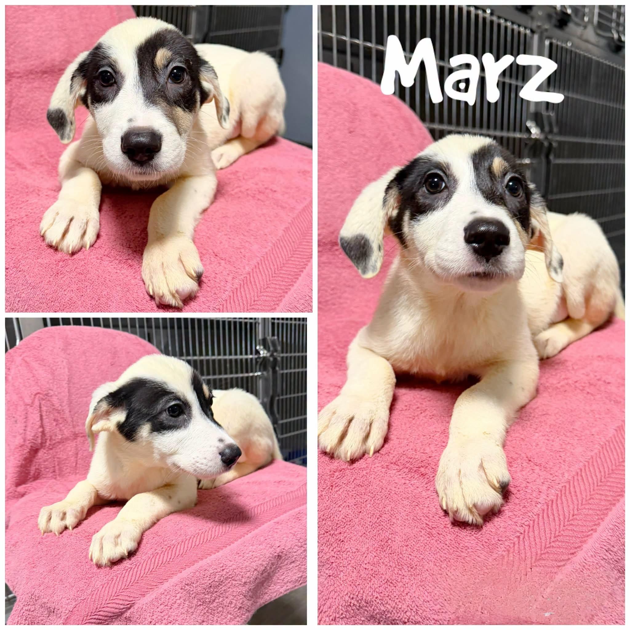 Marz, Adopted, Young Male Great Pyrenees.