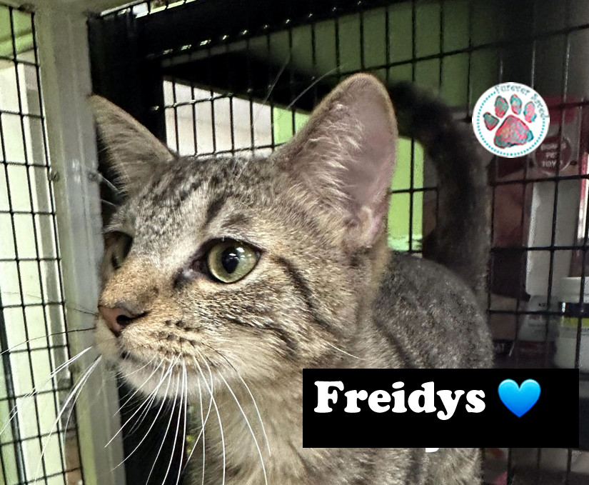 Enlarge Freidys, a Adoptable Domestic Short Hair in Nashua, NH image 3/4