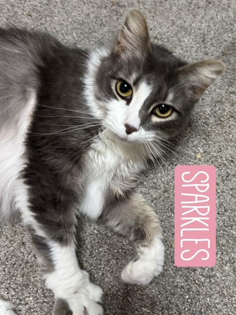 Sparkles, ADOPTABLE, Adult Female Domestic Long Hair.