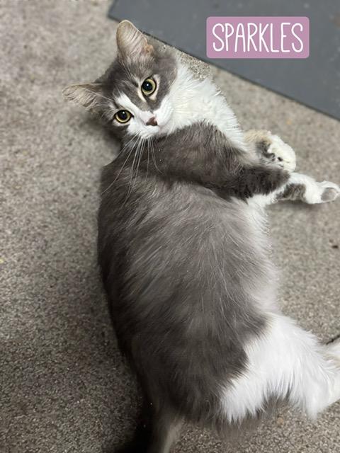 Enlarge Sparkles, a ADOPTABLE Domestic Long Hair in Rochester, WA image 2/3