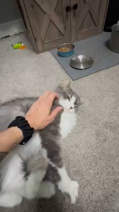 Enlarge Sparkles, a ADOPTABLE Domestic Long Hair in Rochester, WA video 3/3