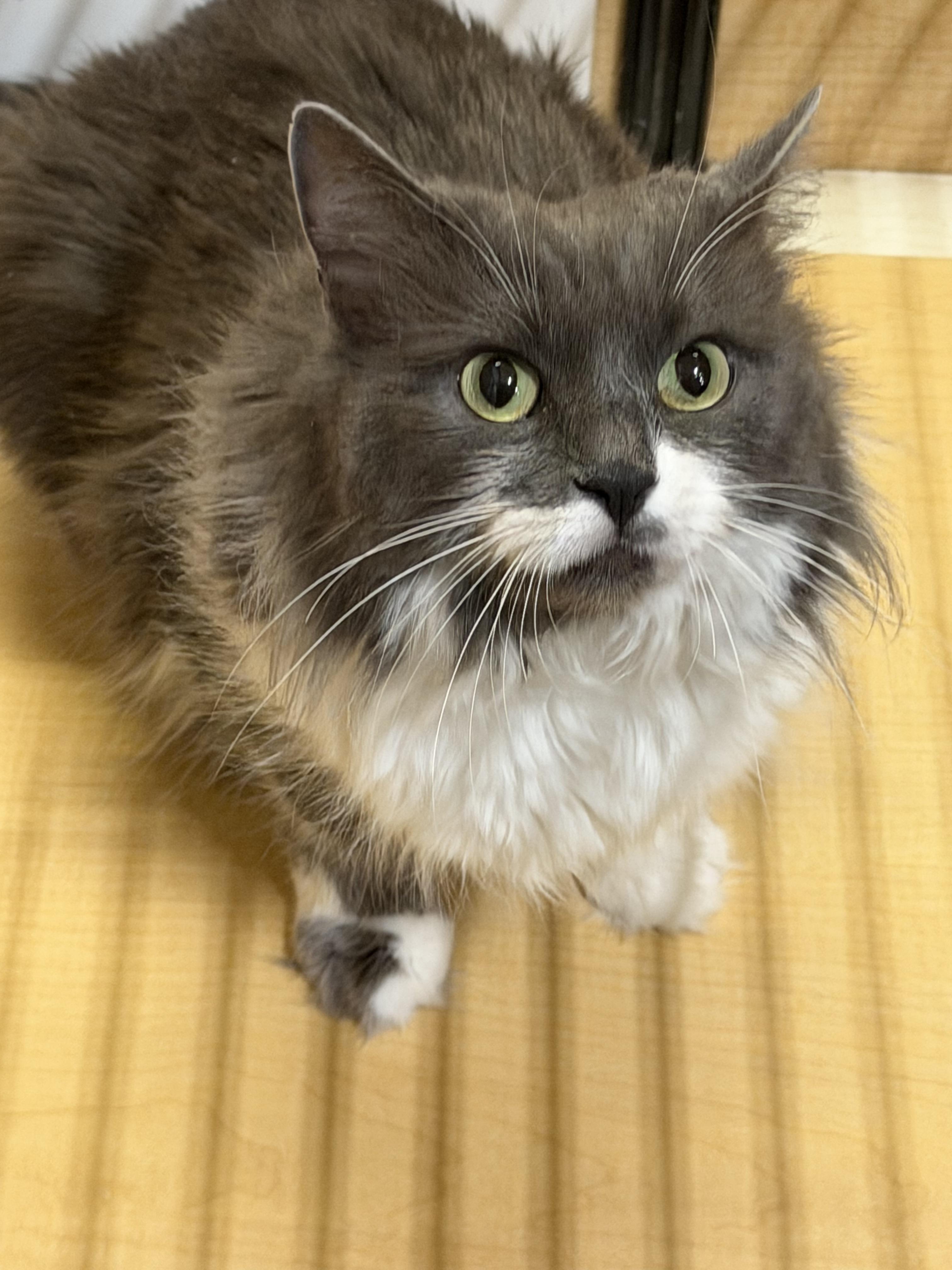 Enlarge Prin, a ADOPTABLE Domestic Long Hair in Springfield, PA image 2/3